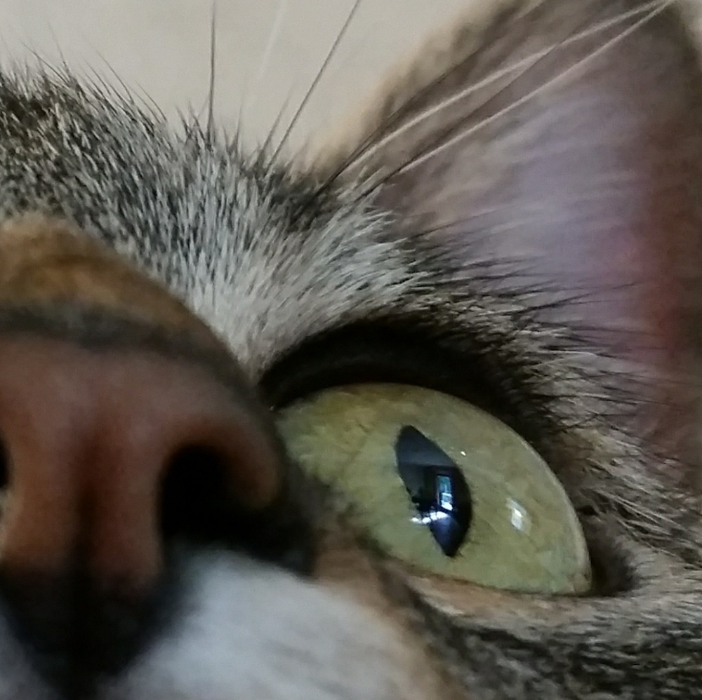 Meet your Posher, Virginia